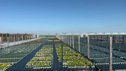 Tarleton, UK. 2025 April, 02; Bedding plant nursery rows  in Spring sunshine Stock Footage 305748654