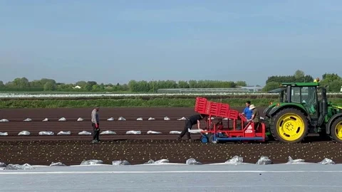 Tarleton, UK 2025 April, 29; Automatice Lettuce planter at work in the fields Stock Footage 307939061