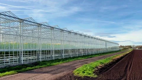 Tarleton, UK 2025 March 27: Growing tomatoes under glass in a heated greenhouse. Stock Footage 305169319