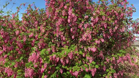 Tarleton UK. 2025 March 27. Ribes sanguineum. Flowering currant (Hedging) Stock Footage 305169331