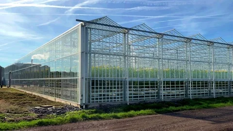 Tarleton, UK 2025 March 27: Growing tomatoes under glass in a heated greenhouse. Stock Footage 305169332