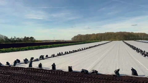 Tarleton, UK 2025 March 27: Spring planting of Iceberg lettuce under fleece. Stock Footage 305169395