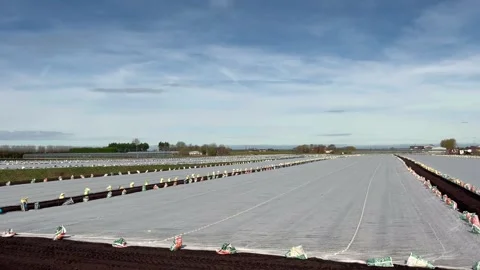 Tarleton, UK 2025 March 27: Spring planting of Iceberg lettuce under fleece. Stock Footage 305169414