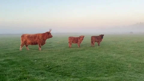 Tarleton UK 2025 Sept 26. Highland cattle on a misty dawn morning. 4k Video Stock Footage 318058491