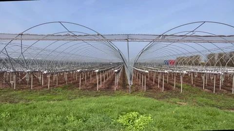 Tarleton, UK. 2026 April 04. Cloches Frames in winter. 4k Stock Footage 335531998