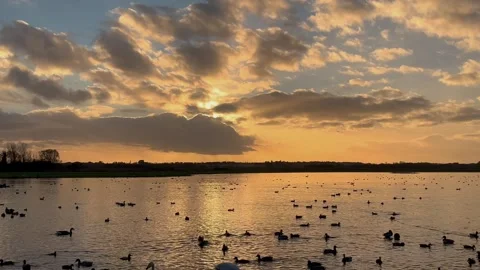 Tarleton UK, 2026 April, 04. Martin Mere Waterfowl sunset. 4k Stock Footage 335533706