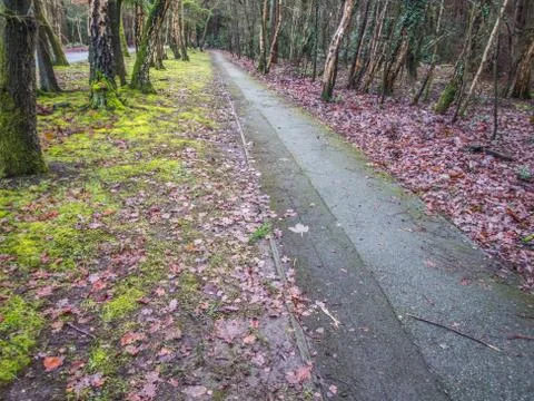 Tarmac path between trees in winter Stock Photos