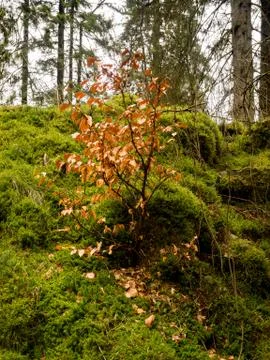 Tarn Hows Stock Photos