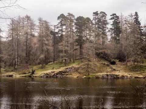 Tarn Hows Stock Photos