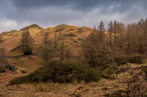 Tarn Hows Stock Photos