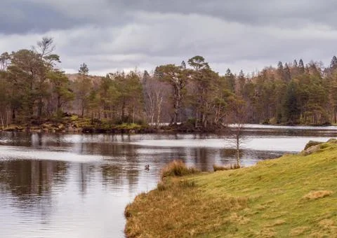 Tarn Hows Stock Photos