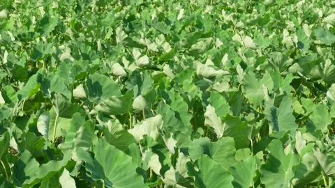 Taro Crop Field Video stock 335207239