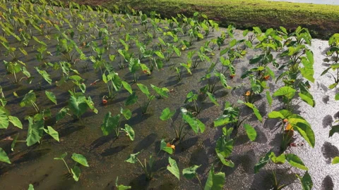 Taro cultivation in flooded fields Stock Footage 345278997