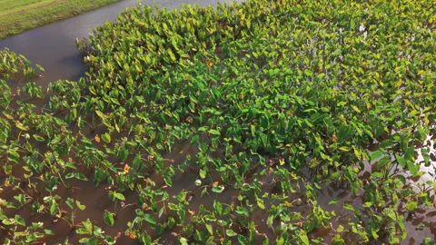 Taro cultivation in flooded fields Stock Footage 345279011
