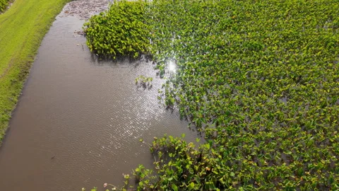 Taro cultivation in flooded fields Stock Footage 345279149