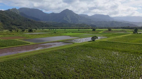 Taro cultivation in flooded fields Stock Footage 345279387