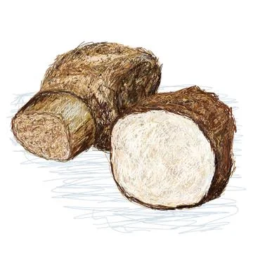 Taro cyrtosperma cross section Stock Illustration