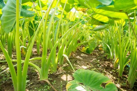 Taro in the field Stock Photos