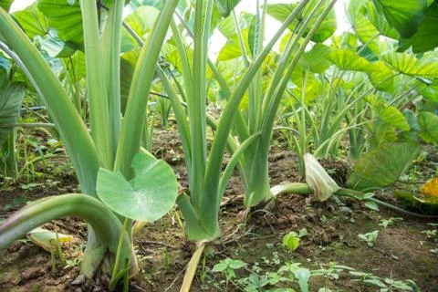 Taro in the field Stock Photos