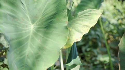 Taro in the field,high-speed Stock Footage 166509960