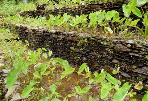 Taro fields Stock Photos