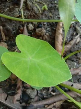 Taro flower Stock Photos