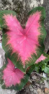 Taro flower ping Foto stock
