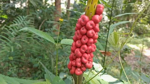 Taro fruit is round and small and red in color. Stock Footage 318382587