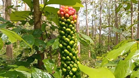 Taro fruit is small and round in shape. Stock Footage 318382574