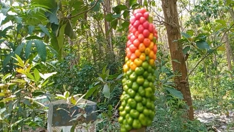 Taro fruit is small and round in shape. growing on short stems Video stock 318382591
