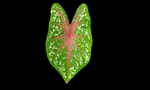 Taro leaf background Stock Photos