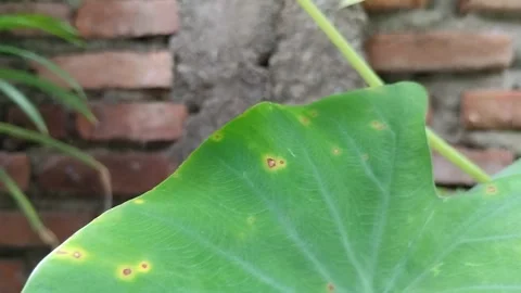 Taro leaf blight disease 스톡 동영상 301419300