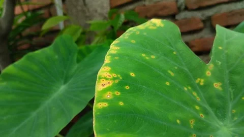Taro leaf blight disease Видео 301419359