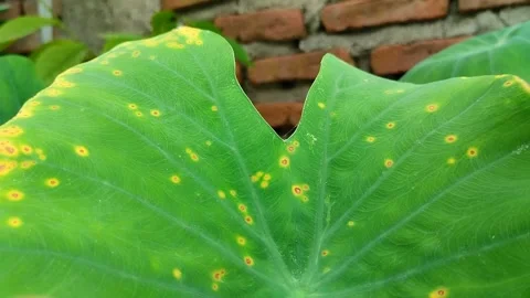Taro leaf blight disease Видео 301419361