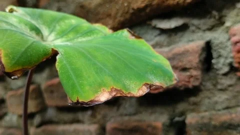 Taro leaf blight disease Видео 301855951