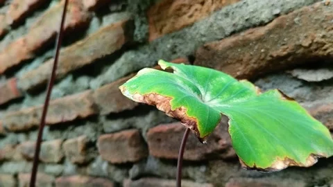 Taro leaf blight disease Stockbeeldmateriaal 301855997