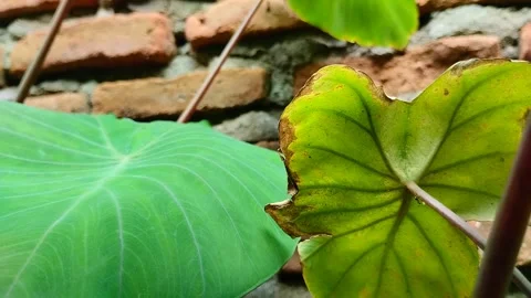 Taro leaf blight disease. 스톡 동영상 302788912