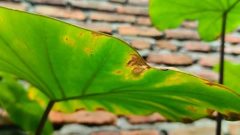 Taro leaf blight disease. Stockbeeldmateriaal 302788913