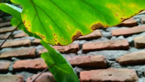 Taro leaf blight disease. Stockbeeldmateriaal 302788925