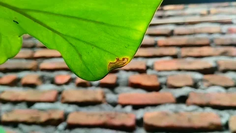 Taro leaf blight disease. Stockbeeldmateriaal 302788928