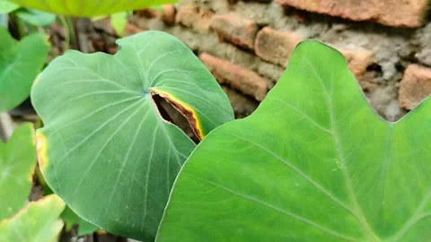 Taro leaf blight disease 스톡 동영상 306507278