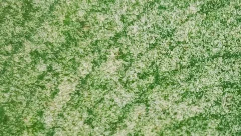Taro leaf featuring unique green and pale speckled texture with organic pattern Foto stock