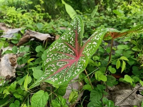 Taro leaf flower Stock Photos