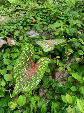 Taro leaf flower Stock Photos