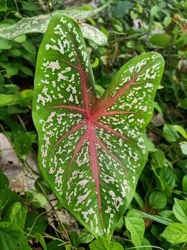 Taro leaf flower 스톡 사진