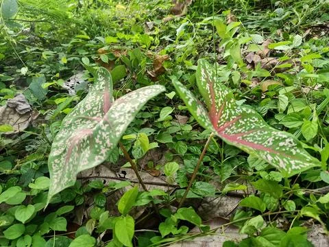 Taro leaf flower Foto stock