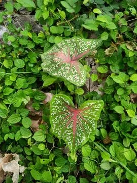 Taro leaf flower Foto stock