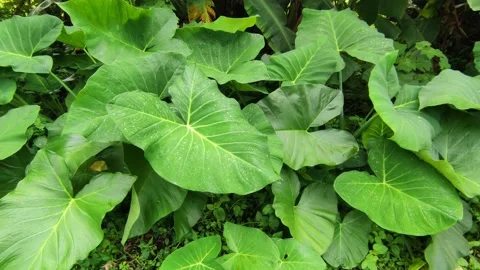 Taro leaf Stock Footage 197245412