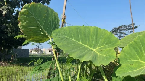 Taro leaf footage close up view Stock Footage 115881104