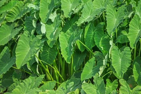 Taro leaf green Stock Photos